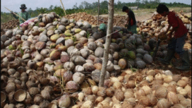 Buah kepala adalah buah serba guna bagi kehidupan manusia, semula cuma diekspor secara gelondongan. Kini muncul investor China kucurkan dan Rp 1,65, triliun, mampu menyerap 10.000 tenaga kerja. Foto: antara