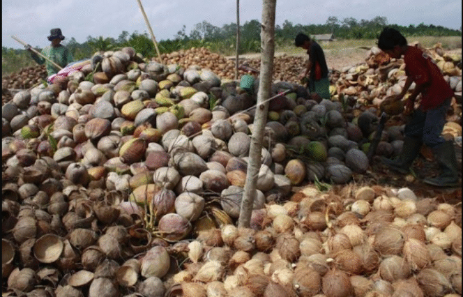 
					Buah kepala adalah buah serba guna bagi kehidupan manusia, semula cuma diekspor secara gelondongan. Kini muncul investor China kucurkan dan Rp 1,65, triliun, mampu menyerap 10.000 tenaga kerja. Foto: antara
