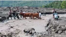 Ternak warga diungsikan ke tempat aman