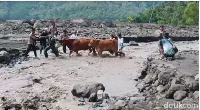 
					Ternak warga diungsikan ke tempat aman