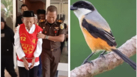 Kakek Munasir, 72, diajukan ke meja hijau karena kedapatan mengambil 5 ekor burun Cendet spesies burung pemangsa kecil dari famili Laniidae dengan nama ilmiah Lanius schach. Foto: Kolase/ instagram@situbondo_explore