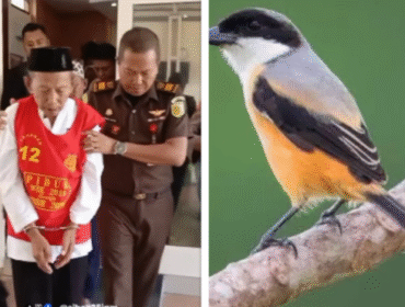 Kakek Munasir, 72, diajukan ke meja hijau karena kedapatan mengambil 5 ekor burun Cendet spesies burung pemangsa kecil dari famili Laniidae dengan nama ilmiah Lanius schach. Foto: Kolase/ instagram@situbondo_explore
