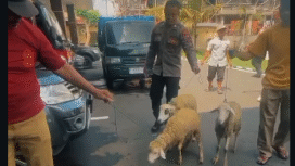 Beberapa ekor barang bukti kambing gember, dibawa ke Polres Batang, diungkap dalam konferensio pers, Selasa 23 Desember 2025. Foto: Foto: Instagram@batanghelp