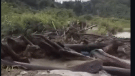 Detik-detik banjir bandang meluap di Sungai Pas, wilayah distrik Keroom, kabupaten Keerom, papua, 17 Desember 2025. menyebabkan jembatan utamja di distrik itu terputus sama sekali. Foto: Instagram@hitamputih.daily