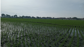 Jombang termasuk salah satu lumbung padi andalan di Jawa Timur, turut memberikan kontribusi kepada swasemabada pangan nasional, Penerbitan peraturan bupati (Perbup) sangat penting untuk merealisasikan operasi PLP2B, untuk melindungi lahan sawah. Foto: kredonews.com/ elok apriyanto