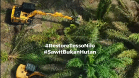 Video rekaman pencabutan pohon sawit  illegal di atas tanah 633 ha di kawasan Taman Nasional Tesso Nilo, Riau, mulai ditebangi diganti dengan pohon penghijauan. Foto: Instagram@ssc_riau