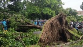Pohon tumban di sekitar bandara
