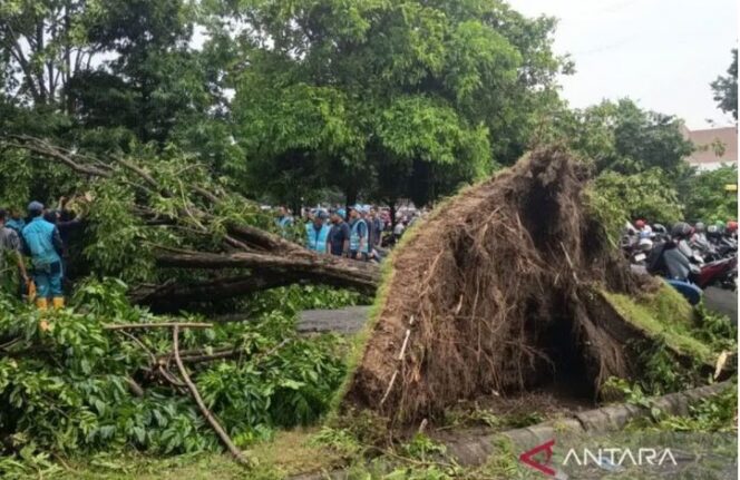
					Pohon tumban di sekitar bandara