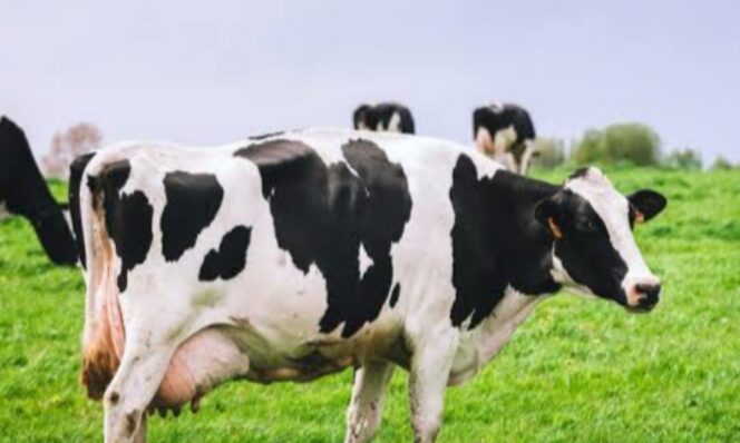 
					Penderita Diabetes: Ada Sapi Transgenik Hasilkan Susu Mengandung Insulin Manusia