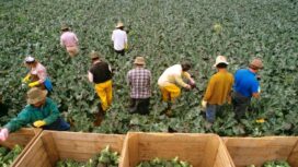 Buruh pemetik sayuran