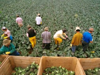 Buruh pemetik sayuran