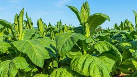 Industri tembakau butuh konsistensi