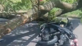 Sabtu dini hari, sejak pukul 03.00 Wib, 24 Januari 2026, wailayah Trenggalek diguyur hujan deras dan angin kencang, menyebabkan seorang warga tewas tertimpa pohon tumbang di Gandusari. Foto: Ist