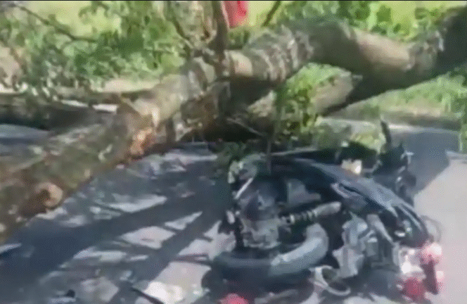 
					Sabtu dini hari, sejak pukul 03.00 Wib, 24 Januari 2026, wailayah Trenggalek diguyur hujan deras dan angin kencang, menyebabkan seorang warga tewas tertimpa pohon tumbang di Gandusari. Foto: Ist
