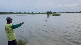 Beginilah suasana 130 hektar sawah terendam banjir di Ploso, Jombang. Dispaertan telah melaporkan kejadan itu untuk urusan klaim ausransi ke Jasindo. Fptp: kredonews.com/ elok apriyanto