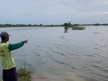 Beginilah suasana 130 hektar sawah terendam banjir di Ploso, Jombang. Dispaertan telah melaporkan kejadan itu untuk urusan klaim ausransi ke Jasindo. Fptp: kredonews.com/ elok apriyanto