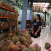 Acara pesta durian Wonosalam kali ini harus diundur, gegara petani gagal panen durian akibat dari musim hujan ekstrem di wilayah Jombang. Foto: kredonews/ elok apriyanto