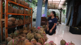 Acara pesta durian Wonosalam kali ini harus diundur, gegara petani gagal panen durian akibat dari musim hujan ekstrem di wilayah Jombang. Foto: kredonews/ elok apriyanto