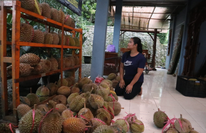 
					Acara pesta durian Wonosalam kali ini harus diundur, gegara petani gagal panen durian akibat dari musim hujan ekstrem di wilayah Jombang. Foto: kredonews/ elok apriyanto