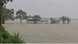 Hujan deras menyebab banjir di Jombang, hal ini menyebabkan sekitar 100 hektar sawah di desa Gedongombo, Kecamatan Ploso, terendam air. Dipastikan petani mengalami kerugian, karena gagal panen. Foto: kredonews.com/ elok apriyanto.