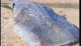 Hiu paus tutul sepanjang sekitar 5 meter ini terdampar dalam kondisi mati, diduga sejak malam hari sebelum Jumat (30/1/2026), menarik perhatian warga setempat yang merekam dan membagikan video di media sosial. Foto: isntagram@madura25jam