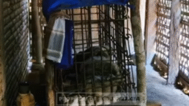 Sukirno, 60, penyandang ODGJ menjalani hidup selama 20 tahun di dalam kerangkeng di belakang rumahnya, di desa Nguwok, Kecamatan Modo, Kabupaten Lamongan, Jawa Timur, pada Rabu (28/1/2026). Foto: youtube.com@sinergianews