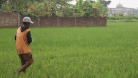 Pupuk subsidi untuk petani di wilayah kabupaten Jombang mengalami penurunan, termasuk, harus ada terobosan dari dinas pertanian untuk mengatasi kekurangannya. Foto: kredonews.com/ elok apriyanto