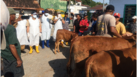 Dinas Peternaklan Jombang telah mengambil langkah pencegahan dengan melakukan sem[potran disinfektan di enam pasar hewan di wilayah Jombang, 13 Janjuari 2026. Untuk mencegah PMK meluas, sudah didapati 28 ekor sapi terkena PMK di 10 wilayah kecam,atan. Foto: ilustrasi/ elok apriyanto