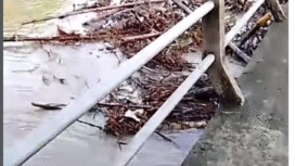 Seorang kakek-kakek sendirian sedang mengurai sampah kayu yang malang melintang di atas jembatan sungai Marmoyo di desa Sidokaton, Kudu Jombang, 9 Januari 2026. Foto: Instagram@wargajombang