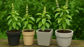 Daun kemangi (Ocimum basilicum) yang kaya akan manfaat. Foto: Gandung/AI
