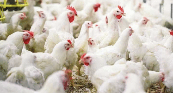 
					Eksportir Indonesia Terancam Rugi Besar: Arab Saudi Resmi Larang Telur dan Unggas