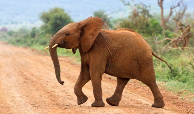 
					Indonesia Larang Wisata Tunggang Gajah, Mengapa Kuda Boleh?