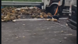 Diduga akibat ban pecah, sebuah pick-up angkut sekitar 1 ton durian alami kecelakaan tunggal di Tol Sumo Km 713, Senin 16 Februari 2026. Sopir, kernet selamat. Foto: Instagaram@surabayaterkini