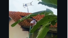 Slamet, 53, tewas pasca diserang tawon vespa, saat memperbaiki tandi air di atap genting rumahnya, Kamis 26 Februari 2026. Foto: Instagram@klilingprambanan