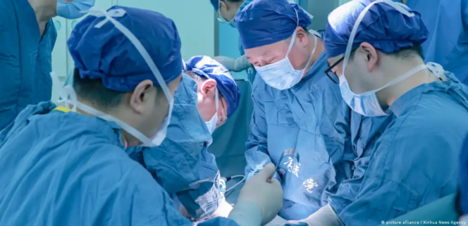 
					Tiongkok Sukses Transplantasi Paru-paru Babi ke Manusia