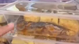 Kepala sekolah SMAN2 Pamekasan, Madura, tolak 1.022 paket MBG, karena ikan lele ada yang mentah, Senin 9 Maret 2026. Foto: 