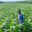 petugas tengah lakukan pengecekan kondisi tanaman jagung petani