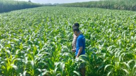 petugas tengah lakukan pengecekan kondisi tanaman jagung petani