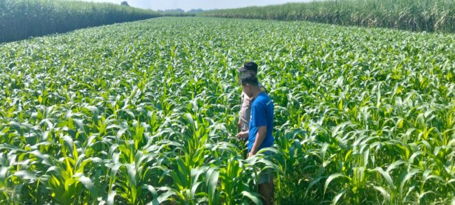 
					petugas tengah lakukan pengecekan kondisi tanaman jagung petani