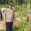 Kapolsek Kudu bersama beberapa anggotanya tengah memeriksa kondisi tanaman uwi ungu