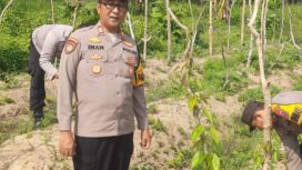 Kapolsek Kudu bersama beberapa anggotanya tengah memeriksa kondisi tanaman uwi ungu