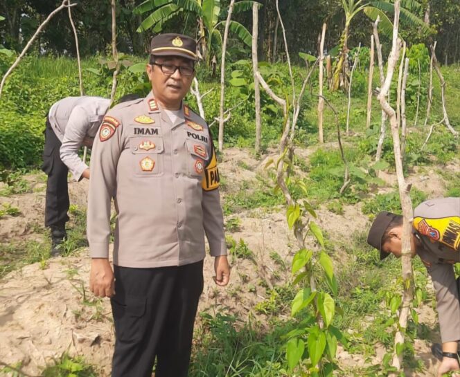 
					Kapolsek Kudu bersama beberapa anggotanya tengah memeriksa kondisi tanaman uwi ungu