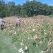 petugas saat melihat kondisi tanaman jagung milik salah satu warga yang dipanen