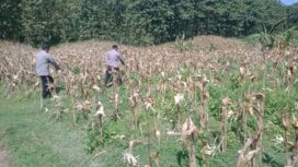 petugas saat melihat kondisi tanaman jagung milik salah satu warga yang dipanen