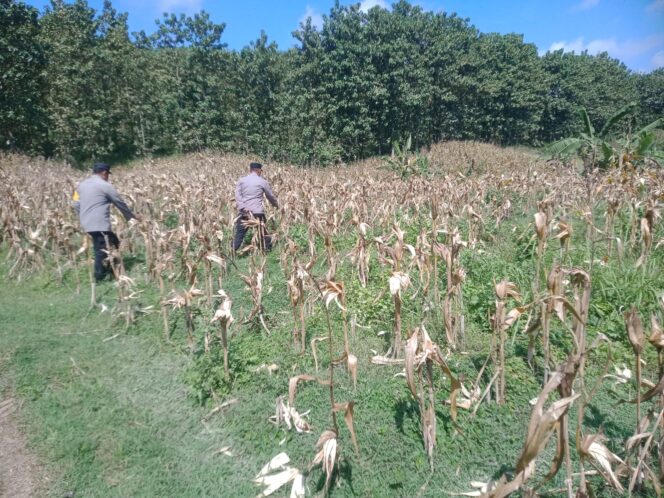 
					petugas saat melihat kondisi tanaman jagung milik salah satu warga yang dipanen