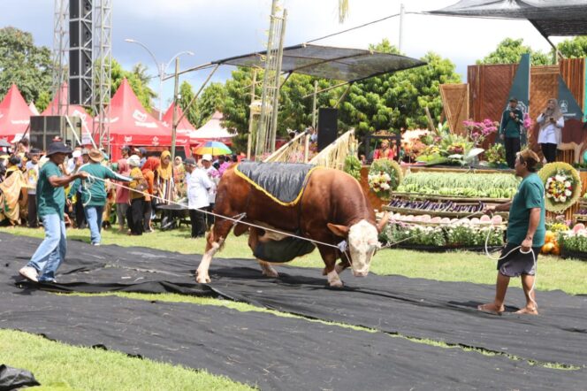 
					Rp27 Triliun dari Kurban, Distribusi Daging Masih Belum Merata