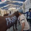 Hewan korban rermasul sapi dari Presiden Prabowo, pada acara Iedul Adha, Rabu 27 Mei 2026. Foto: isr