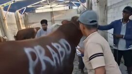 Hewan korban rermasul sapi dari Presiden Prabowo, pada acara Iedul Adha, Rabu 27 Mei 2026. Foto: isr