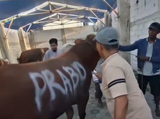 Hewan korban rermasul sapi dari Presiden Prabowo, pada acara Iedul Adha, Rabu 27 Mei 2026. Foto: isr