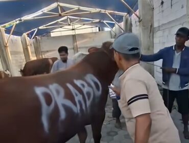 Hewan korban rermasul sapi dari Presiden Prabowo, pada acara Iedul Adha, Rabu 27 Mei 2026. Foto: isr